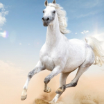 Le cheval arabe dit Le Seglawi By Albidaya