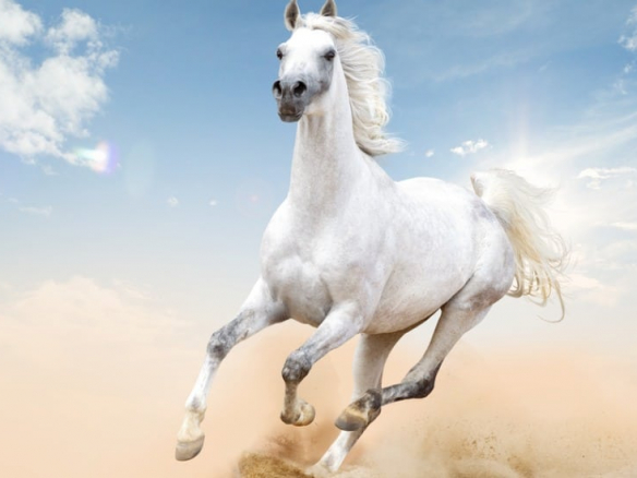 Le cheval arabe dit Le Seglawi By Albidaya