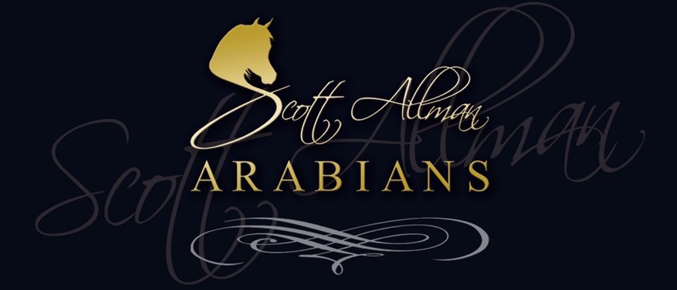 Scott Allman arabians By Albidaya