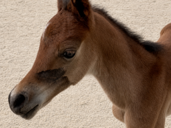 TAMIM ALBIDAYA STUD