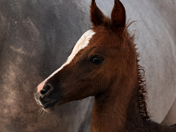 TALAL ALBIDAYA STUD