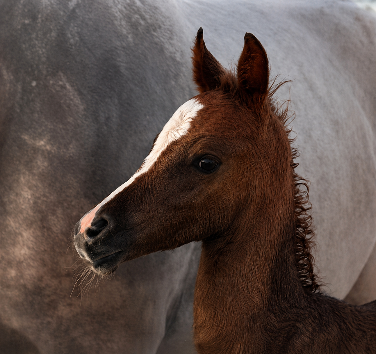 Talal Albidayastud TALAL ALBIDAYA STUD