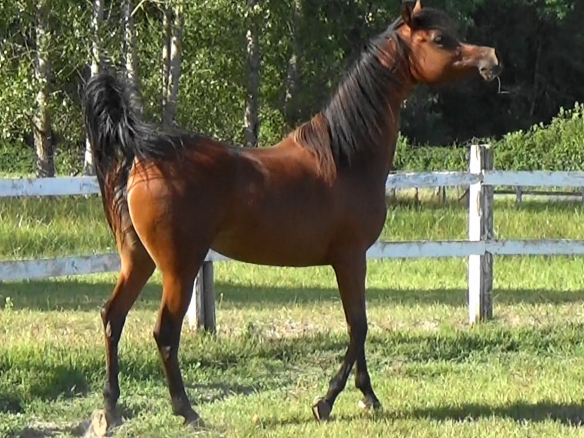 CASABLANCA ALBIDAYA STUD