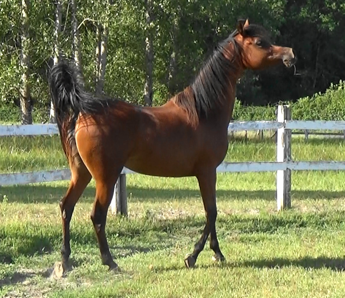 casablanca albidaya CASABLANCA ALBIDAYA STUD