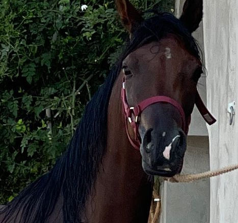 HALIMA ALBIDAYA STUD