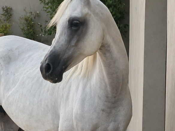 ZAINA ALBIDAYA STUD